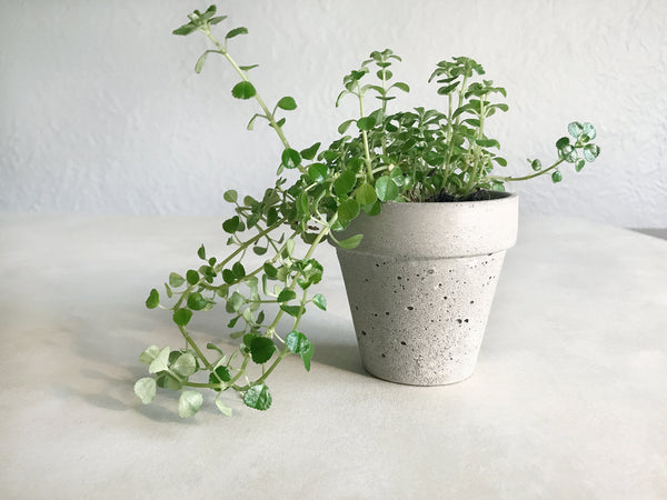 Concrete Flower Pot