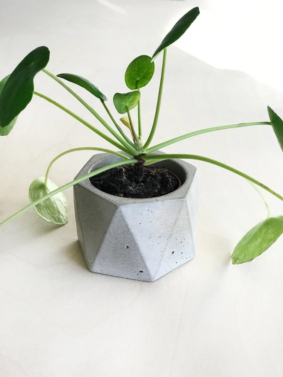 Hand-poured dodecagon concrete planter with a small plant