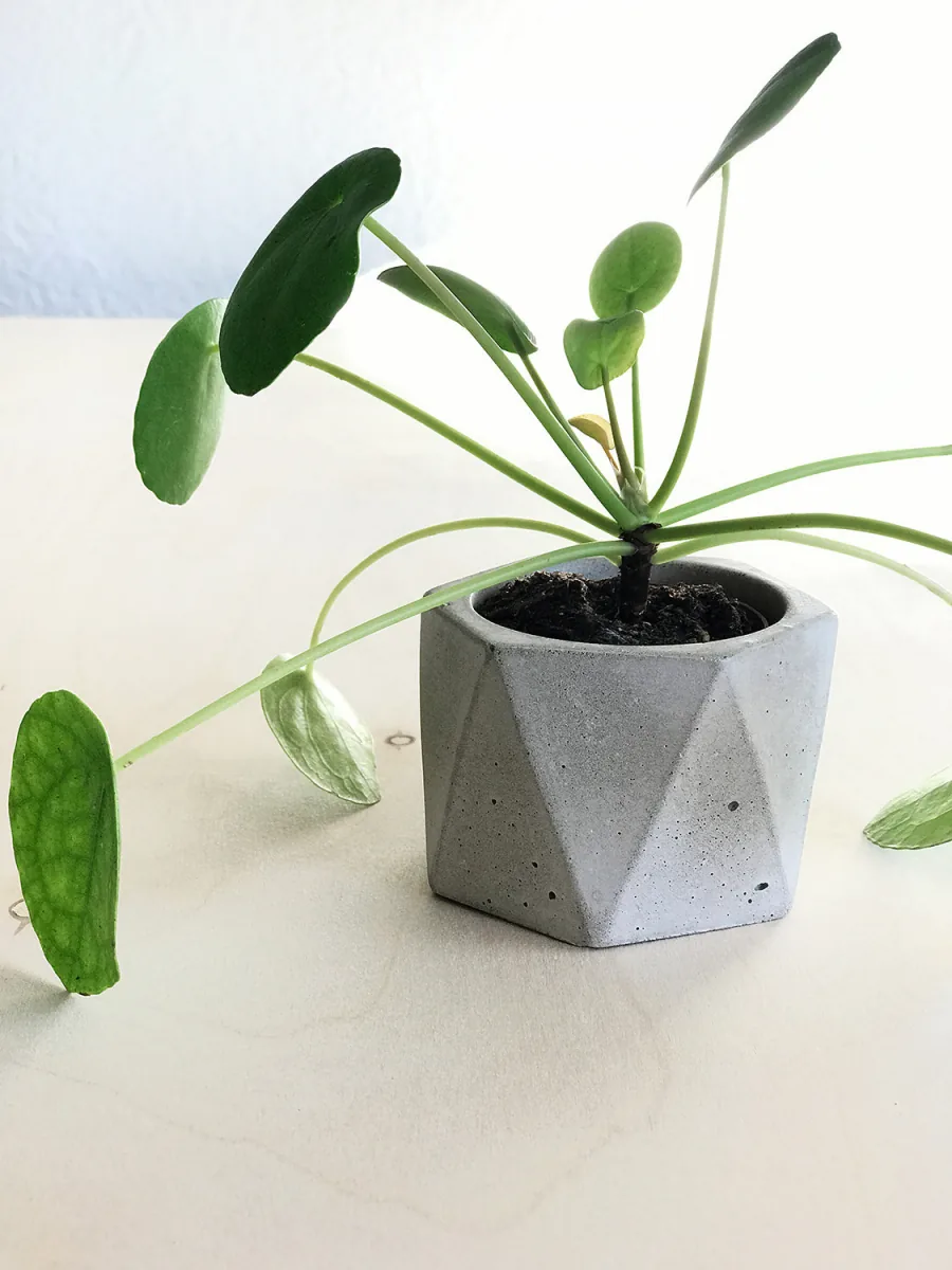 Dodecagon Planter detail