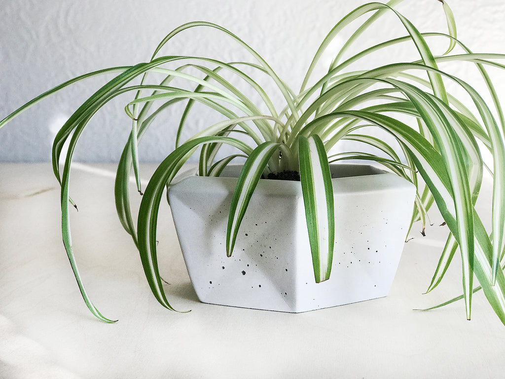 Hexagon Planter